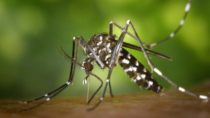 ¿Puede el mosquito tigre transmitir el coronavirus?