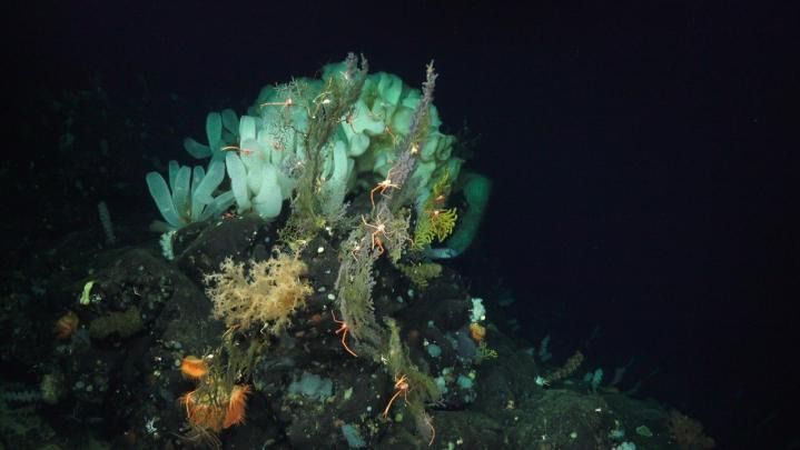 Los animales del océano profundo tampoco escapan al cambio climático