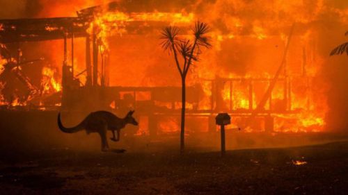 WWF alerta de una pandemia mundial de incendios forestales como 'nueva normalidad'