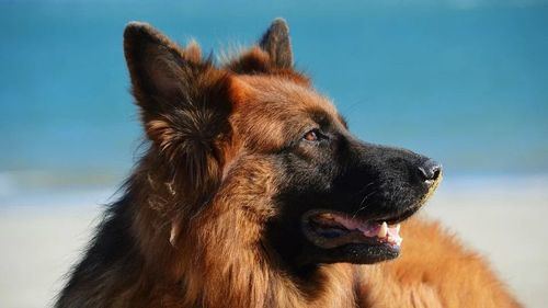 Animales: Los destinos con playa canina más económicos