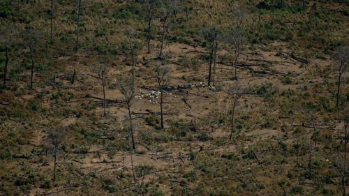 Un año desde el gran fuego que asoló la Amazonía