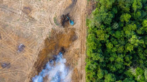 'No te comas el bosque': Una campaña para evitar la deforestación importada en la UE