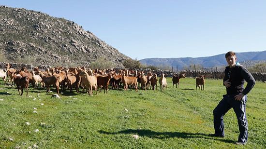 Joven ganadero en El Barraco (Ávila) 