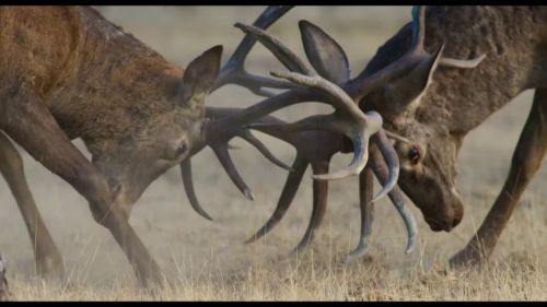 Dehesa, el bosque del lince ibérico