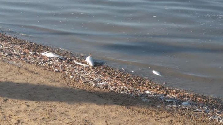 Este 12 de octubre también se celebra otro aniversario, el de la mortalidad masiva de peces en el Mar Menor