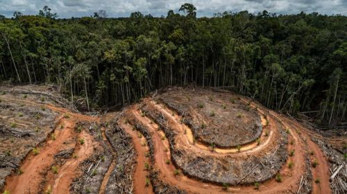 'No te comas el bosque': Hacia una ley europea contra la deforestación