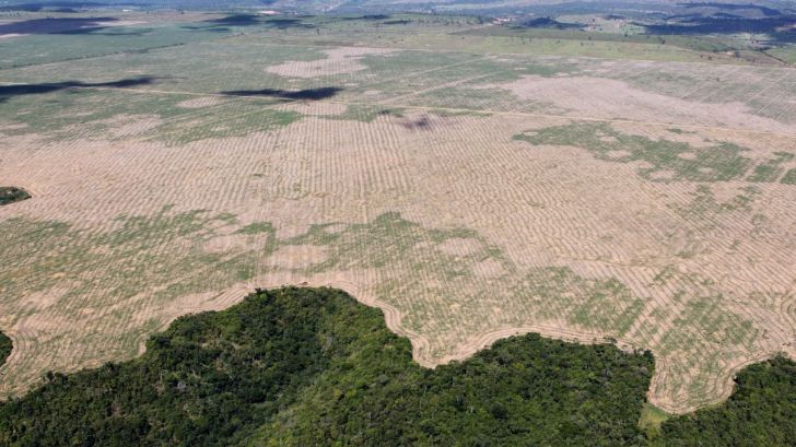 En solo un año la selva amazónica ha perdido una superficie equiparable a un millón y medio de campos de fútbol