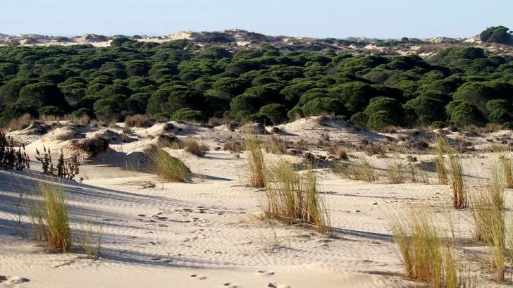 La Abogada General del Tribunal de Justicia de la UE considera que España infringe la legislación en Doñana