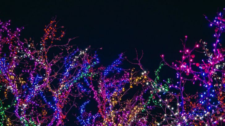 Así afectan las luces navideñas a la biodiversidad