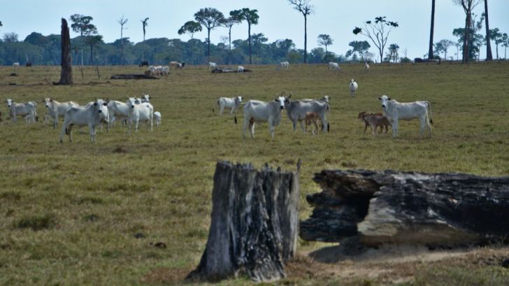 El acuerdo UE-Mercosur sería un obstáculo para el cumplimiento de los objetivos climáticos