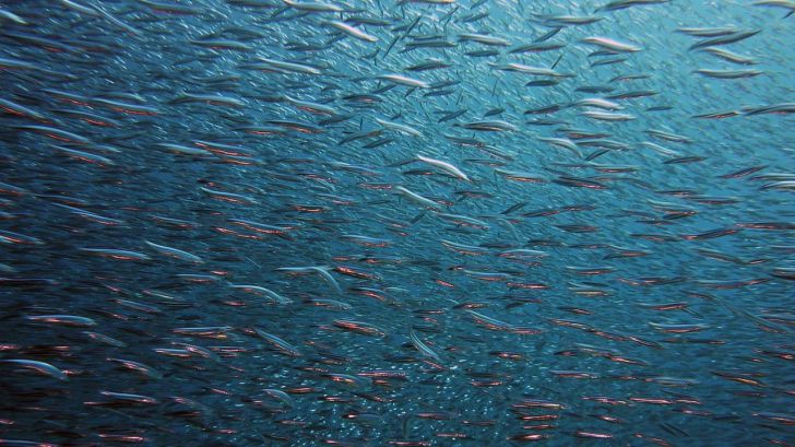 La minería submarina podría reducir un 15% las capturas de la flota española