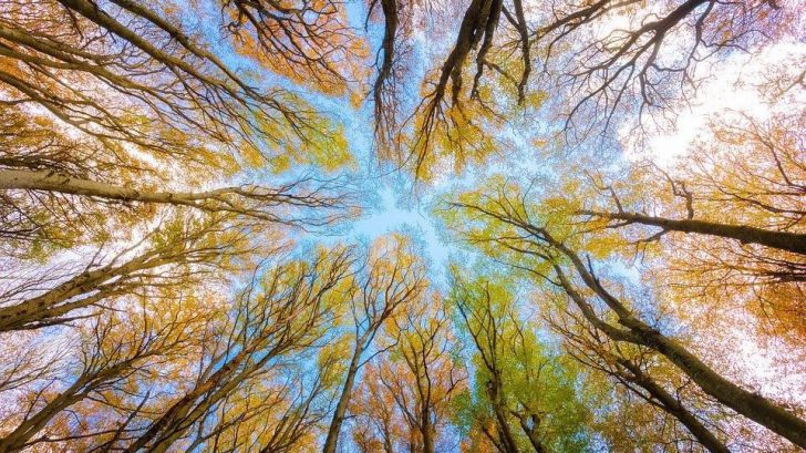 Sobre la necesidad de preservar el medioambiente para evitar pandemias