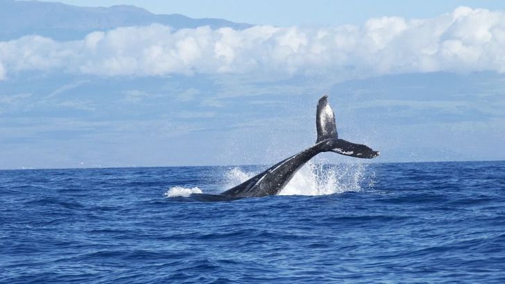 Viajes únicos: Avistamiento de ballenas en Costa Rica