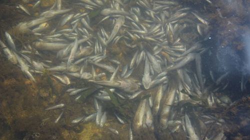La mortalidad de peces aumenta en el Mar Menor