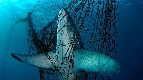 Más de un tercio de los tiburones y rayas están al borde de la extinción por la sobrepesca
