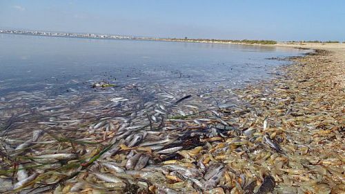 Ecologistas en Acción advierte: El Mar Menor está en peligro de desaparición