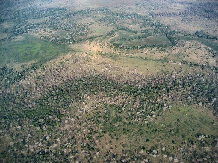 Hallan un sistema agrícola innovador que transformó la Amazonia precolombina