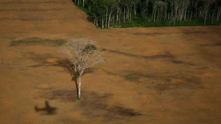 La sociedad civil se moviliza para frenar la deforestación inducida por la importación de soja para la ganadería industrial