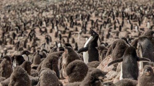 Investigaciones en la Antártida confirman la existencia de un 'refugio climático' en el remoto mar de Weddell