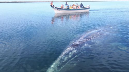 ¿Quieres abrazar ballenas grises en libertad?