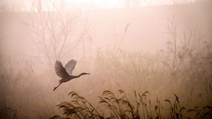 BirdLife exige más ambición en el marco global para la Biodiversidad mundial