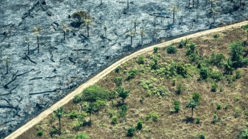 Por un reglamento ambicioso: Presión de la industria para debilitar la ley europea contra la deforestación
