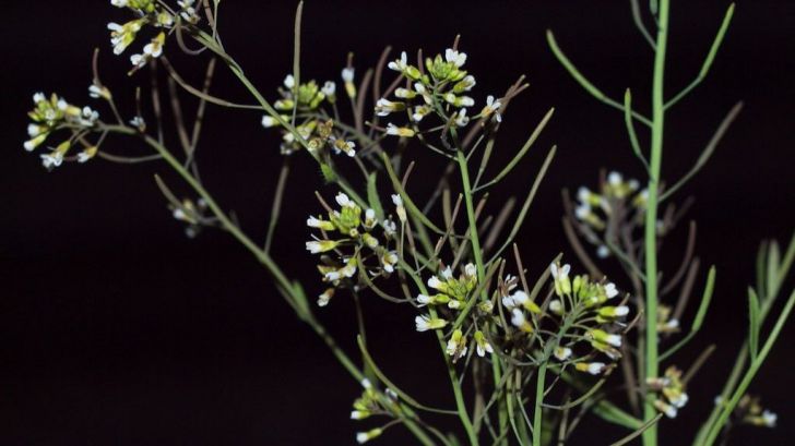 Las plantas transmiten una 'memoria ambiental' a las nuevas generaciones