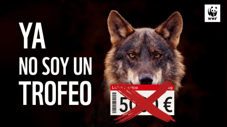 Las organizaciones ecologistas rechazan la Proposición de Ley presentada por el PP para desproteger y cazar al lobo ibérico