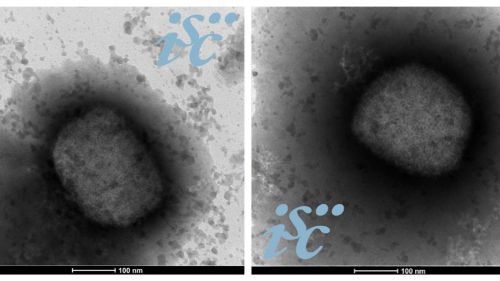 Obtenida la secuencia completa del genoma del virus de la viruela del mono que circula en España