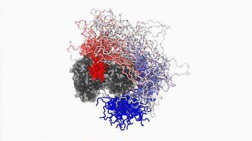 Identifican un mecanismo generalizado que emplea una familia de virus para iniciar infecciones