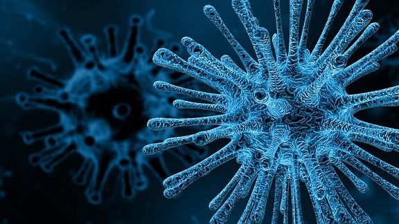 Identifican una característica de los virus que los hace más propensos a saltar de animales a humanos