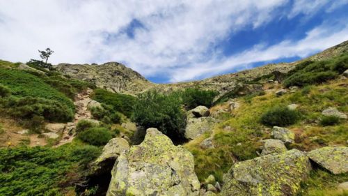 ¿Quieres ver en directo a una pareja de águilas calzadas en la Sierra de Guadarrama?