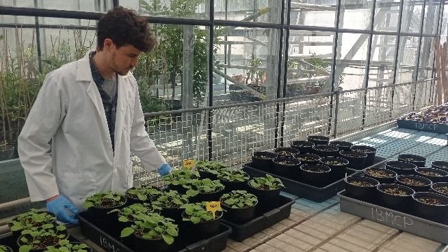 Estudios: Crean nanopartículas contra el SARS-CoV-2 usando plantas