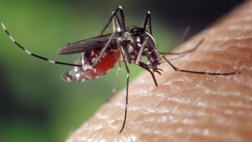 El mosquito tigre permanece gran parte del año en Granada y Málaga