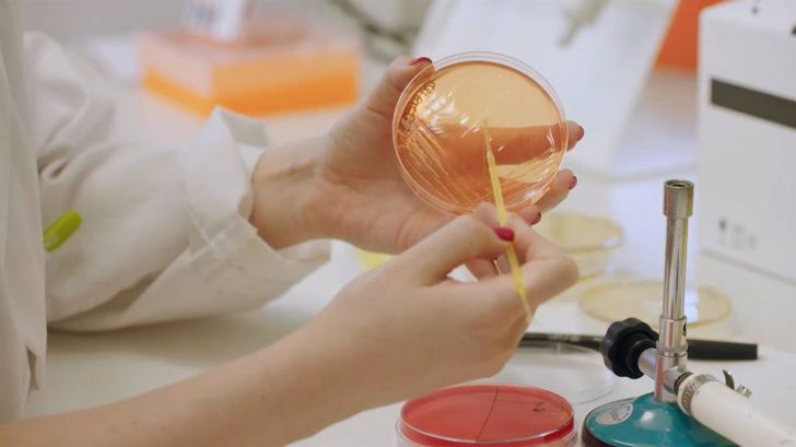 Descubren una bacteria intestinal que podría ayudar a prevenir la obesidad