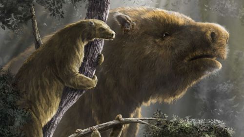 Estudian la evolución y extinción de los perezosos gigantes en América