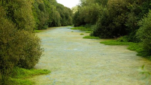 Juicio histórico en Galicia por inacción ante la contaminación ganadera