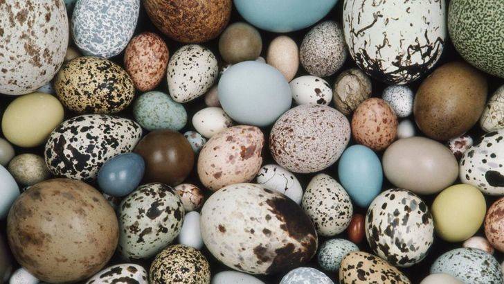 Curiosidades de la Naturaleza: cuestión de huevos