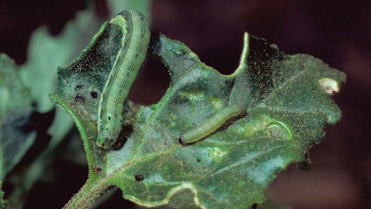 Curiosidades de la naturaleza: ¿Por qué no me dejas en paz y te cargas a tus hermanos?