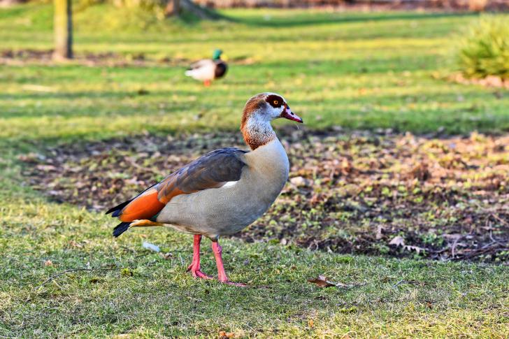 La desconocida fauna y flora de Egipto