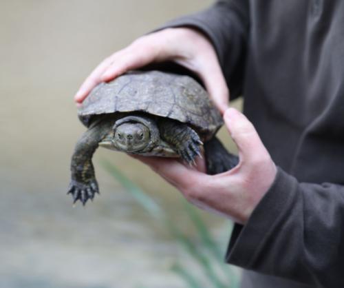 Suelta de galápagos en el Manzanares