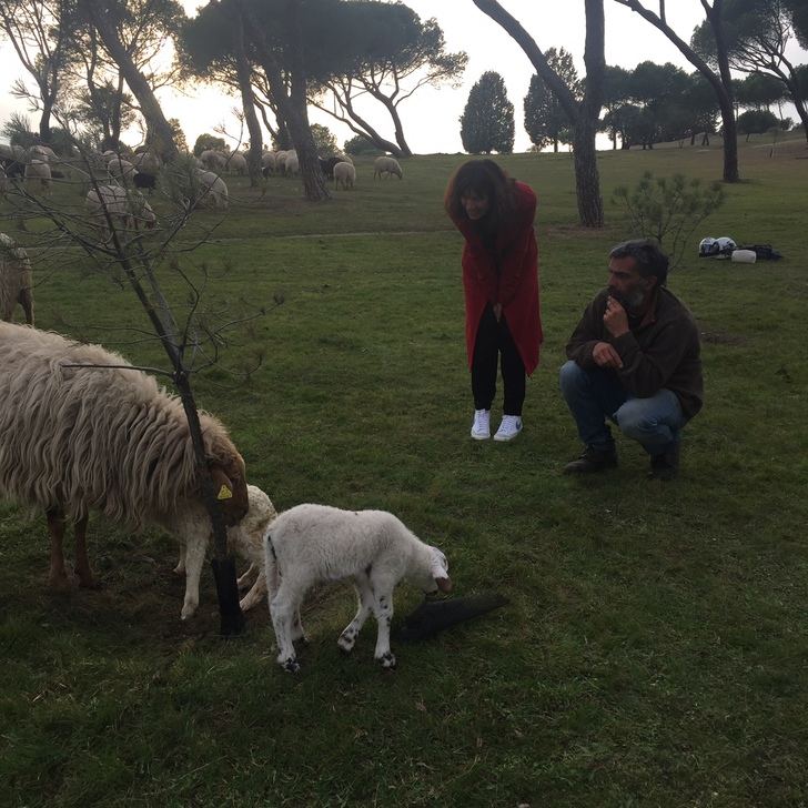 Las ovejas vuelven a la Casa de Campo