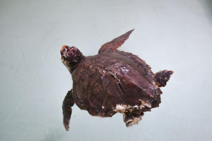 'Alerta tortuga', una iniciativa para concienciar sobre la biodiversidad y en favor de un océano más limpio