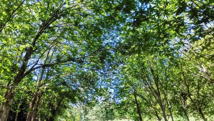 USC contribuye al informe global sobre biodiversidad y sostenibilidad