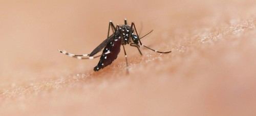 América Latina debe intensificar medidas contra chikunguña y Oropouche