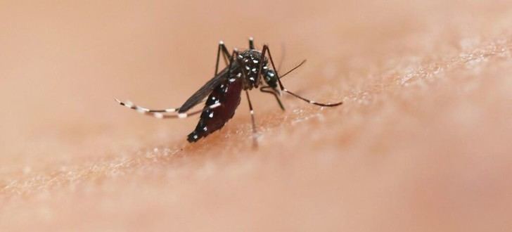 América Latina debe intensificar medidas contra chikunguña y Oropouche