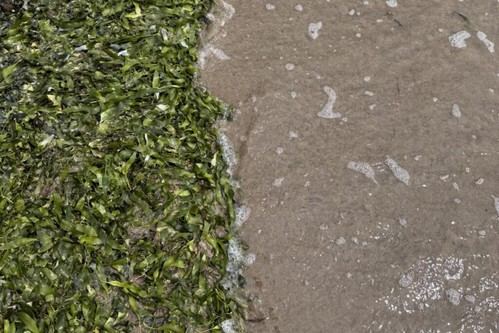Innovador proyecto europeo transforma algas y legumbres en proteínas sostenibles