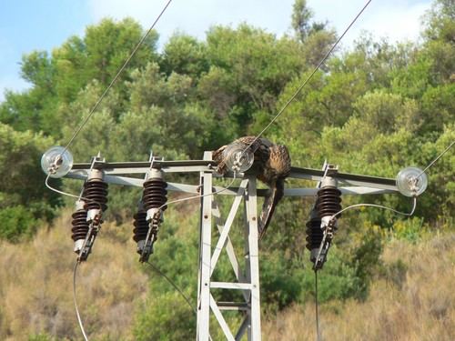 SOS Tendidos Eléctricos exige aprobación inmediata de decreto para proteger la fauna de tendidos eléctricos y parques eólicos
