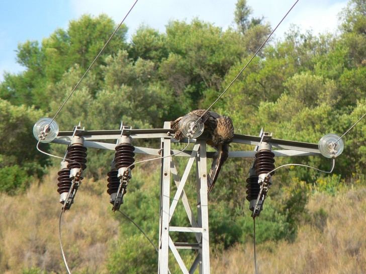 SOS Tendidos Eléctricos exige aprobación inmediata de decreto para proteger la fauna de tendidos eléctricos y parques eólicos
