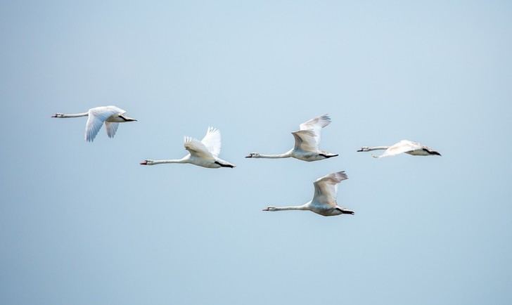Aumento de la gripe aviar en áreas con alta densidad de aves en Europa y EE. UU